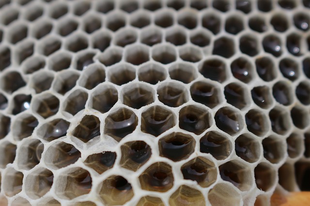 výroba medu