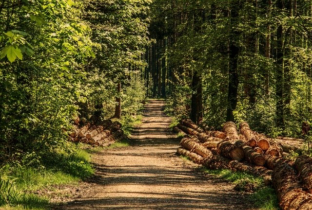 lesní cesta se dřevem