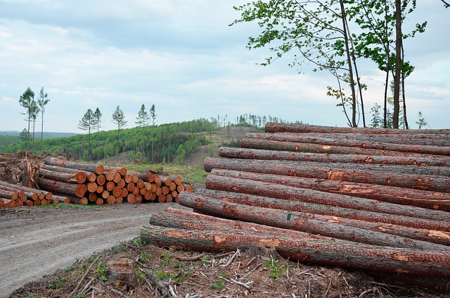 těžba dřeva